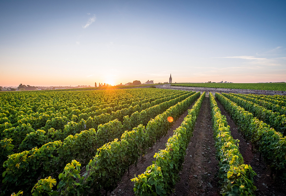Шесть тысяч евро за уничтоженный гектар виноградника