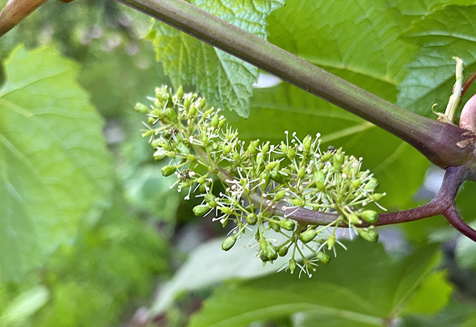 Виноград на Валааме — это реальность