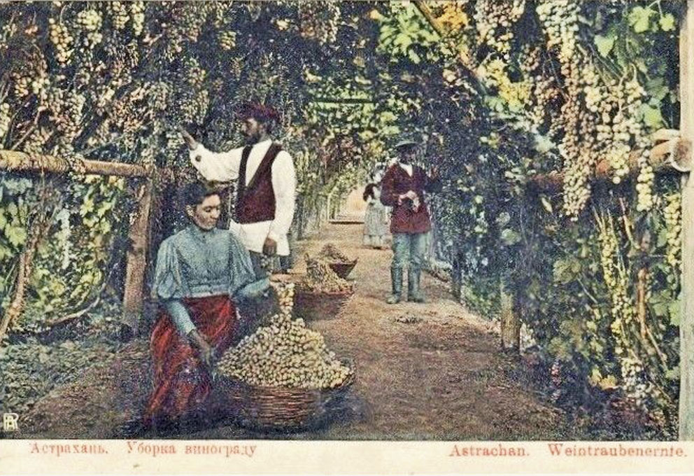 Астрахань будет возрождать винодельческие традиции