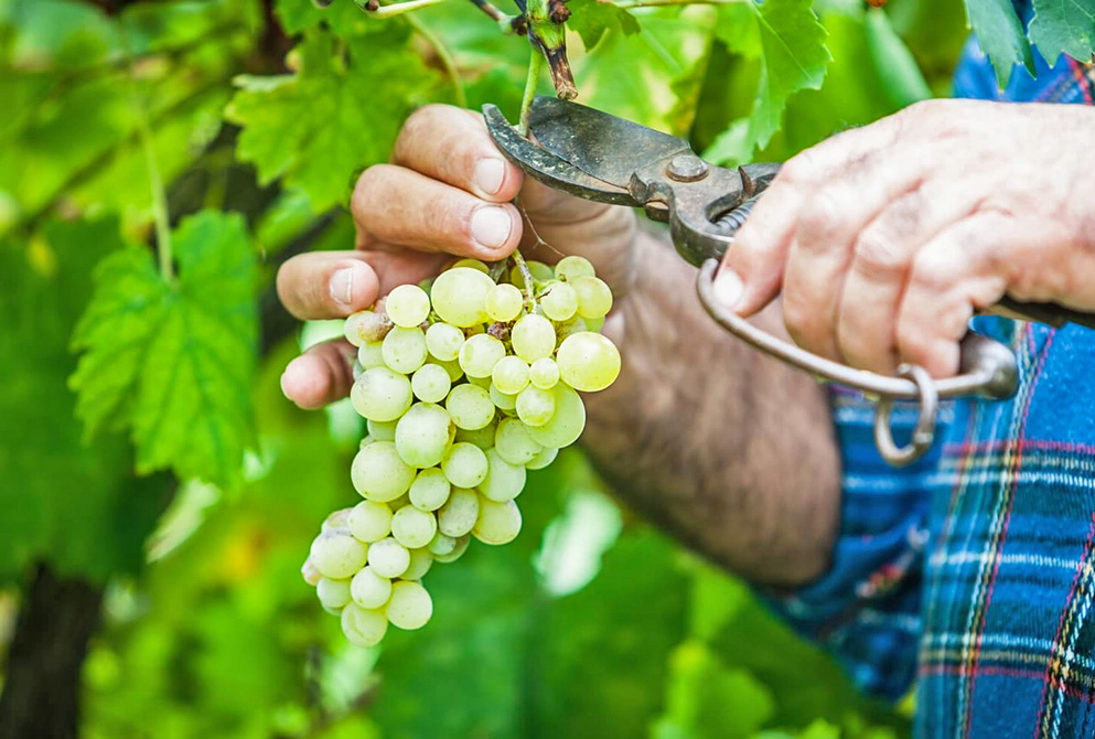 Когда начать «зеленый сбор»?