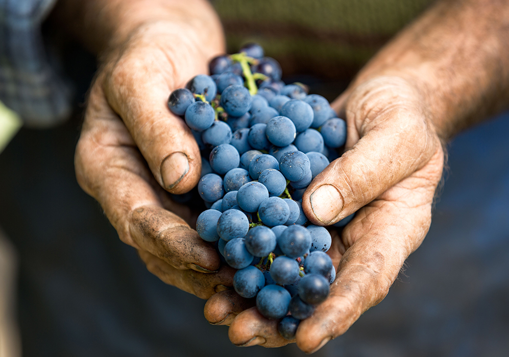 Утверждена дорожная карта развития виноделия в России