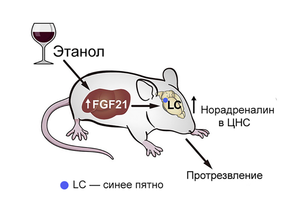 Найдено средство для быстрого протрезвления