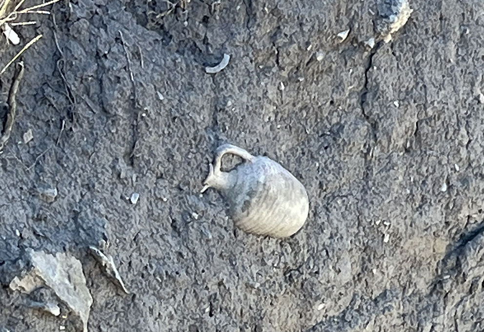 При раскопках античной Фанагории обнаружены древняя синагога и домашняя винодельня 