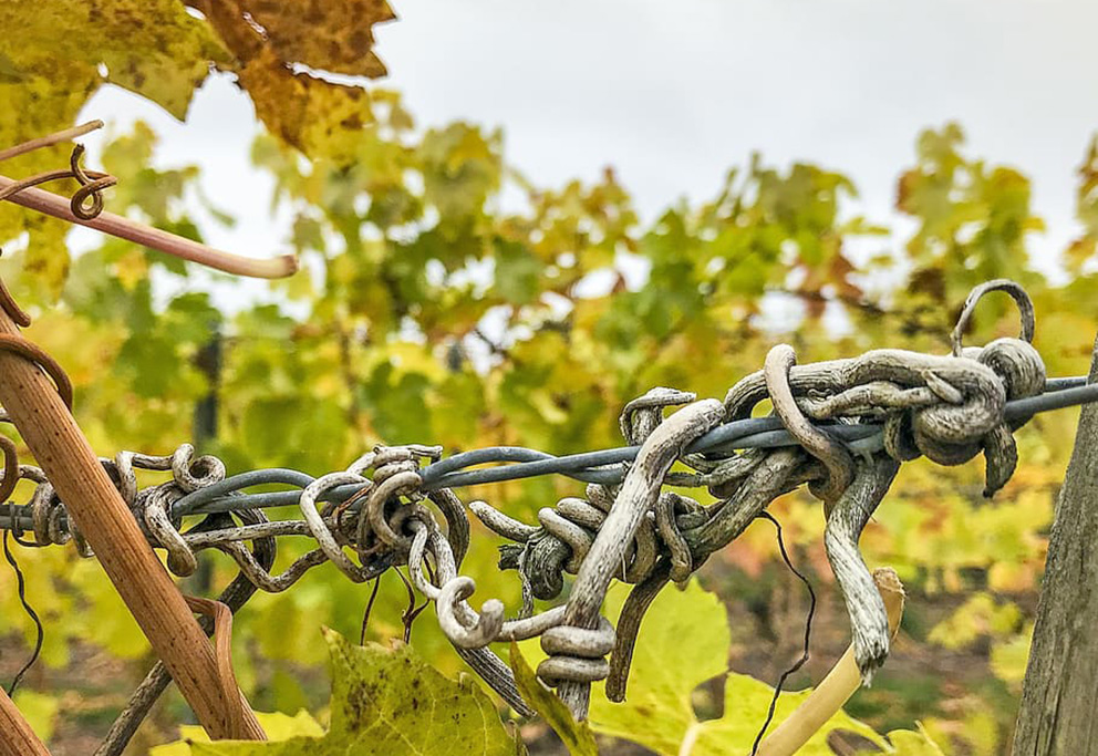 Виноградари Германии столкнулись с нехваткой воды