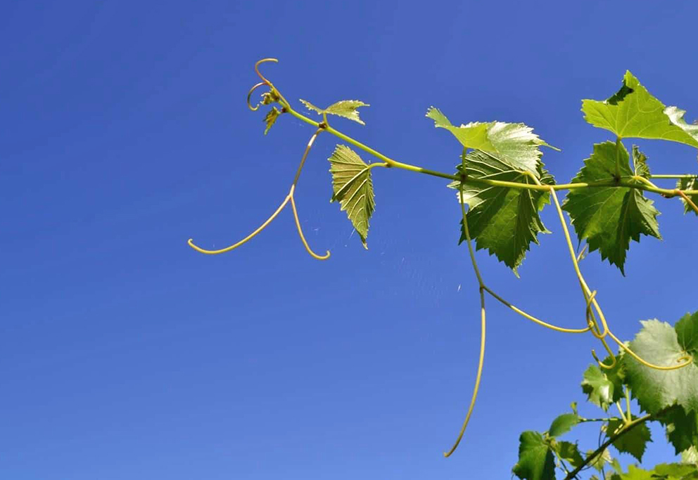 На Крите ожили старые лозы, сгоревшие во время пожара 