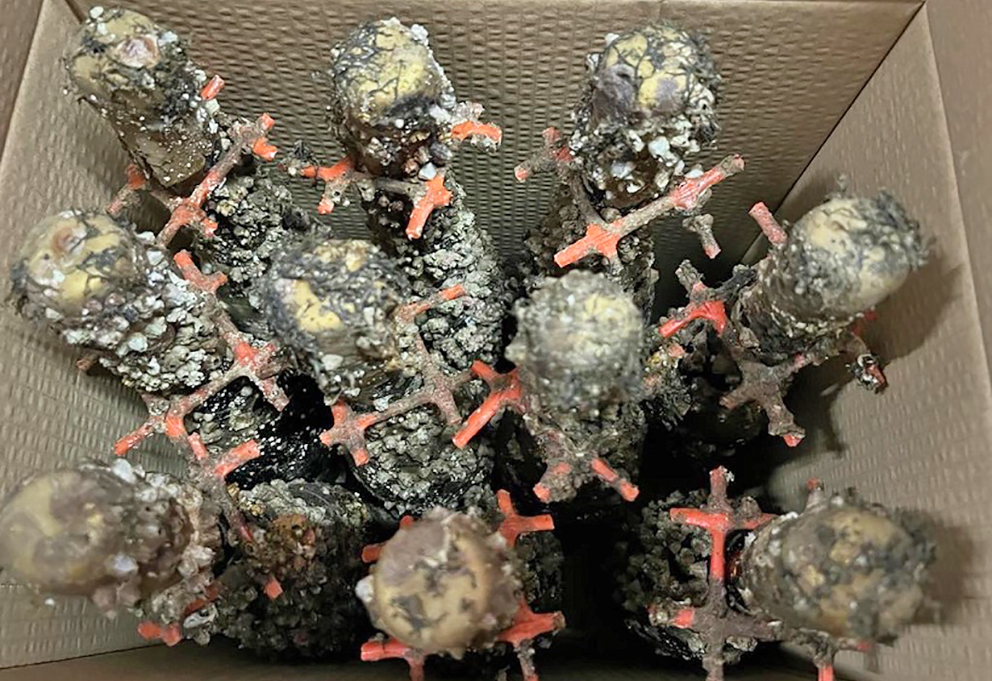 Глубина винного аромата – с глубин морского дна