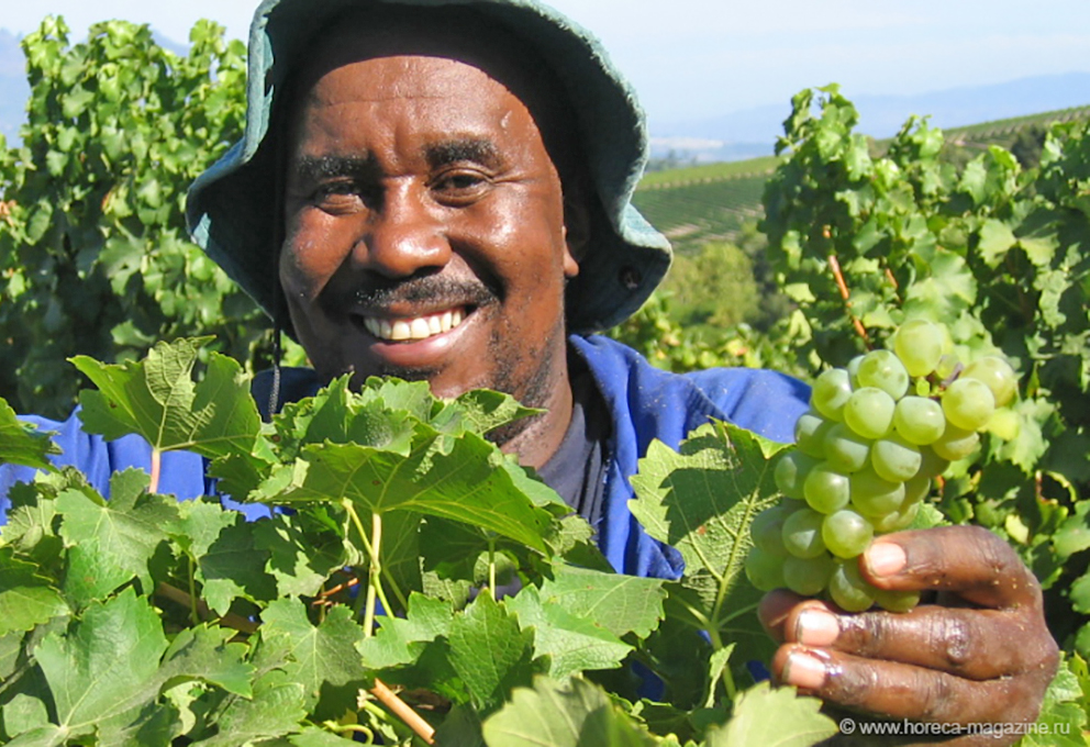 ЮАР увеличивает экспорт вина в Россию