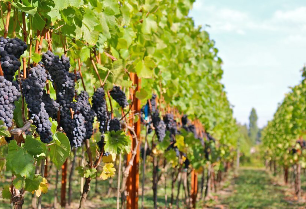 Как не дать пино нуару потерять лицо