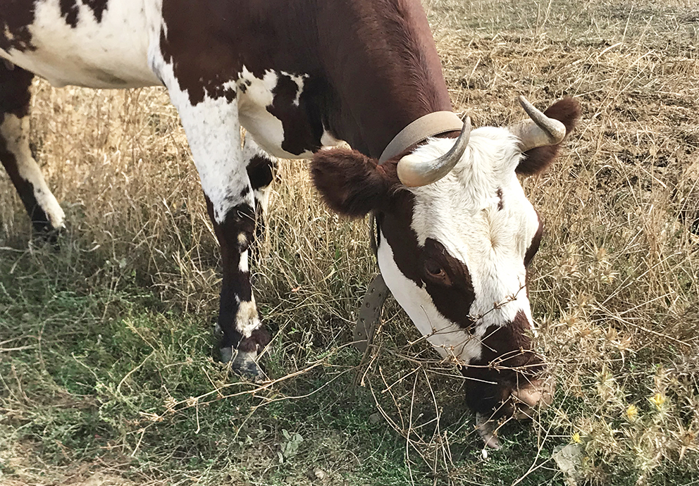 Терруарная ловушка для аромата: «скотный двор»