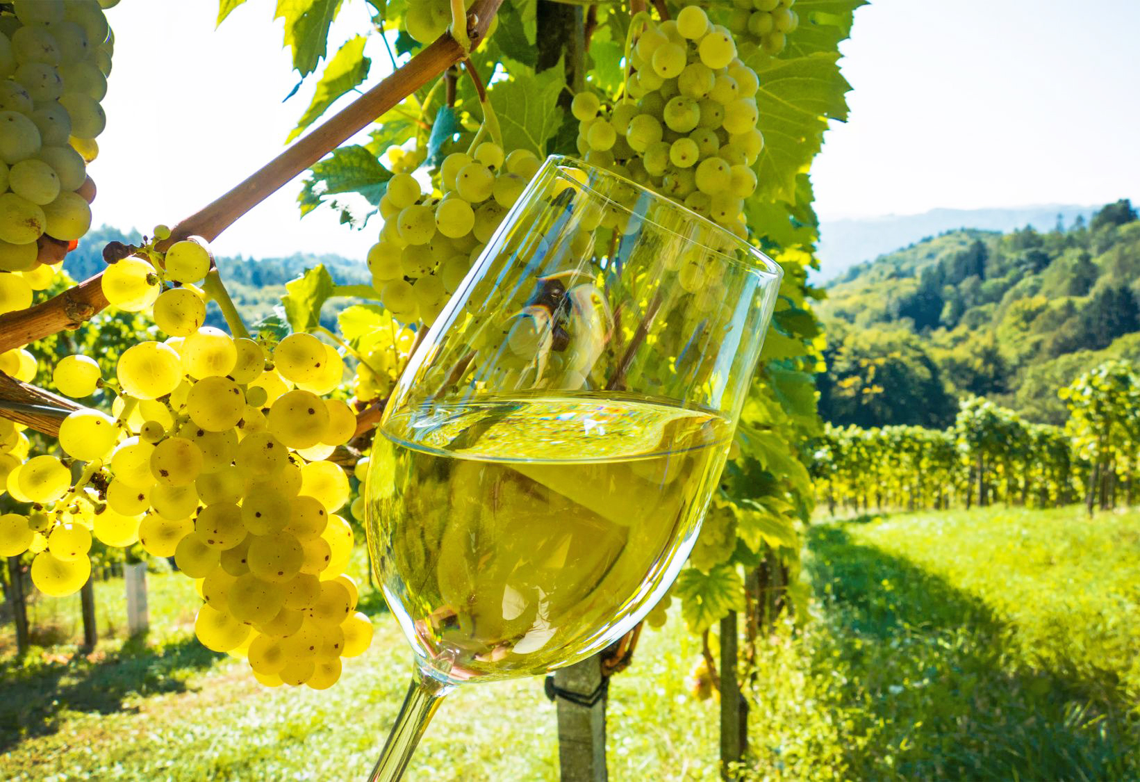 Российское белое вино: признание в любви