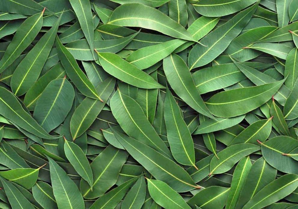 Терруарная ловушка для аромата: эвкалипт