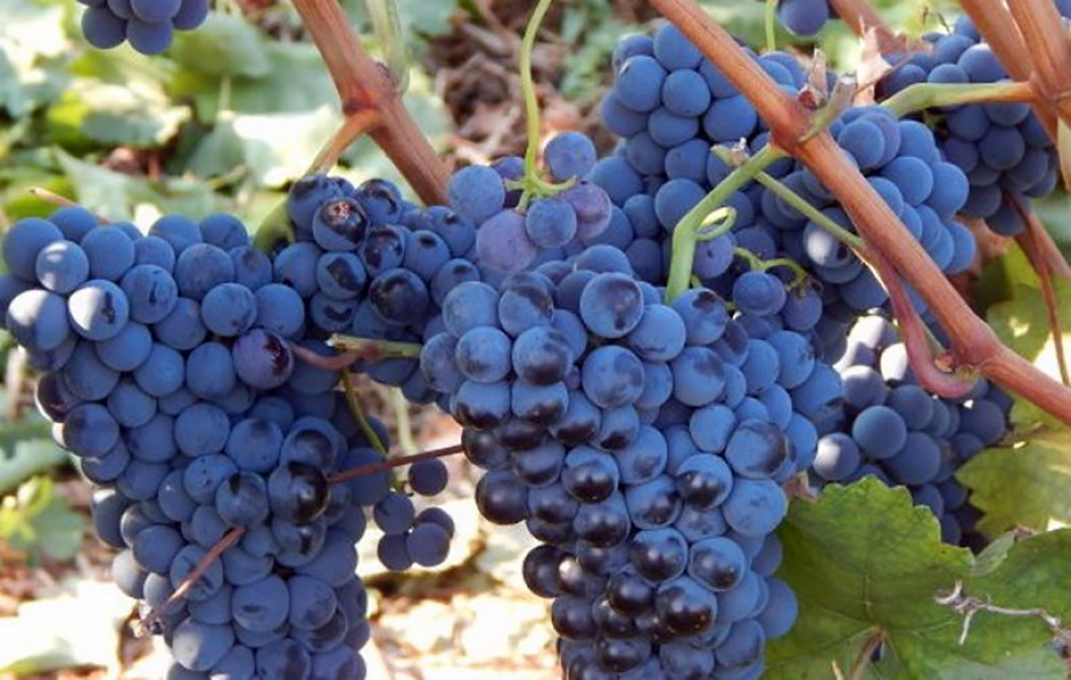  Красностоп утверждается, как важнейший автохтонный сорт