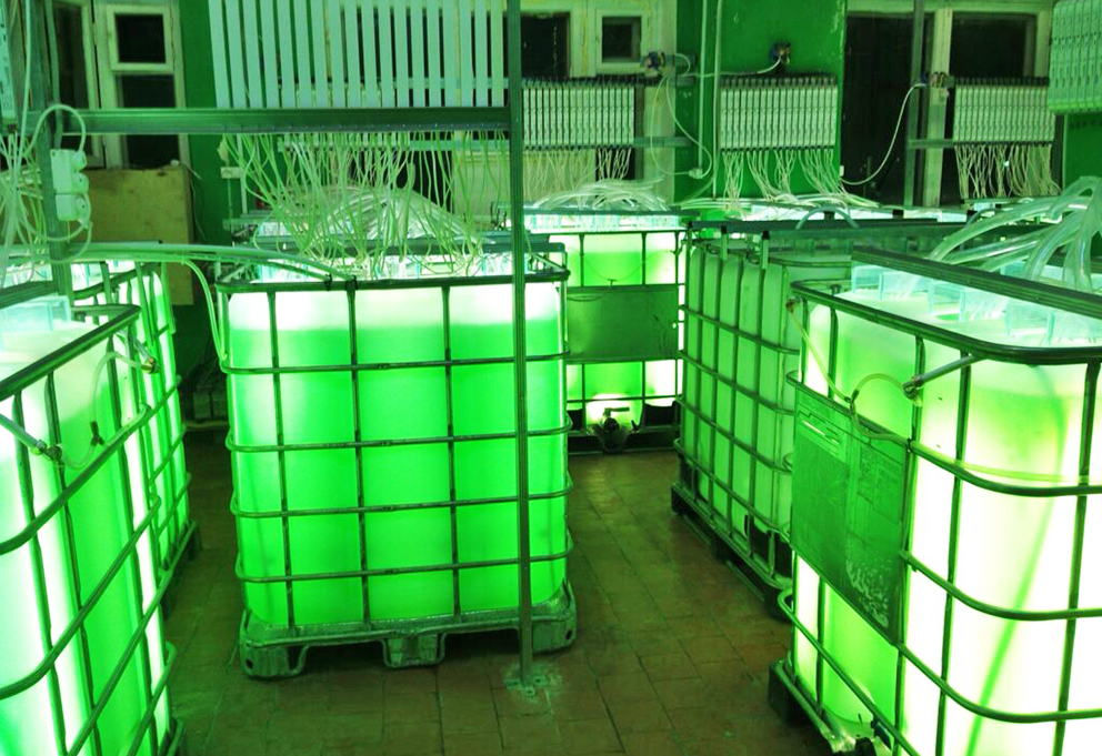 Водоросли на винодельне. Перспективы.