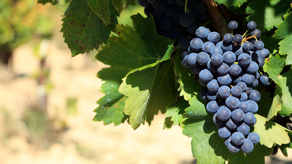 Каким бывает вино Каберне?