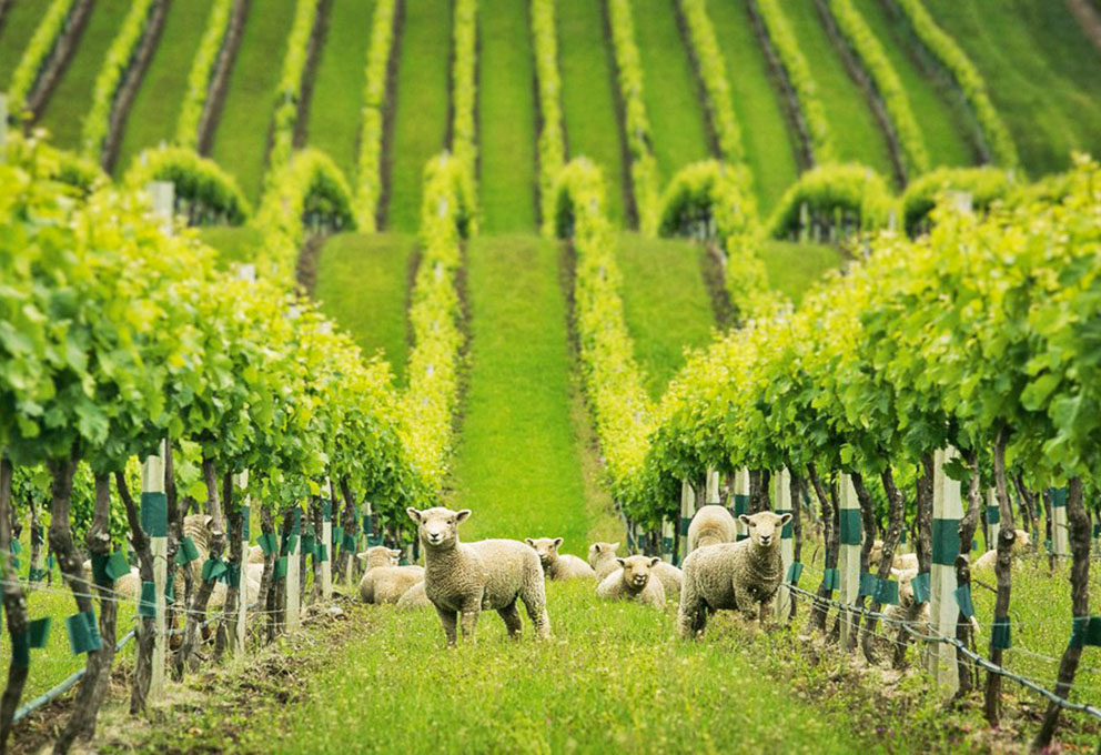 О пользе рогов и копыт на винограднике