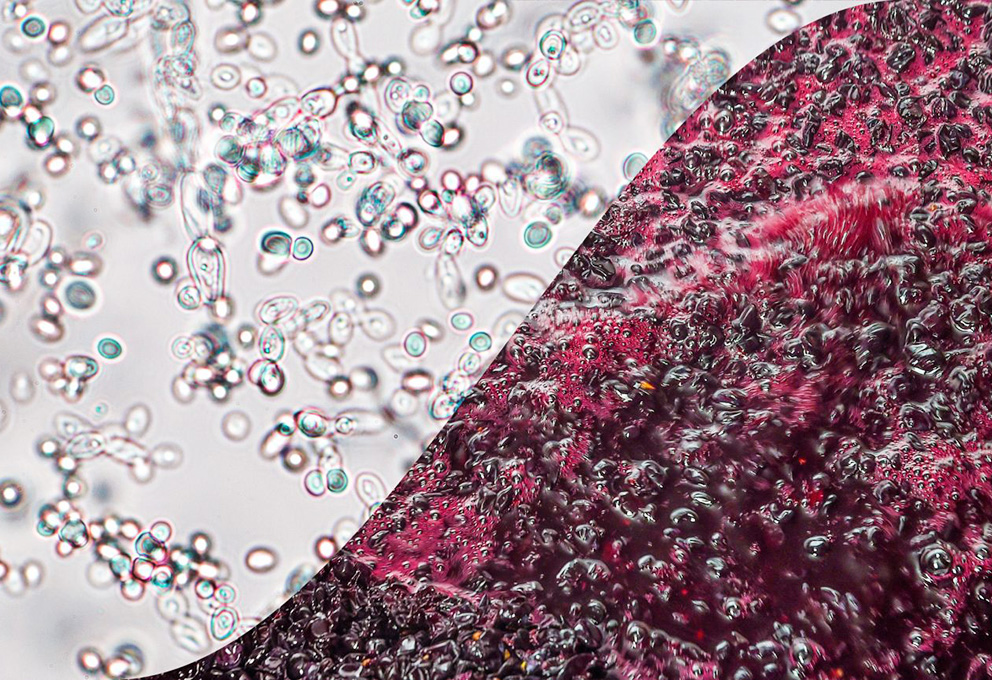 Генные инженеры делают вино безопаснее