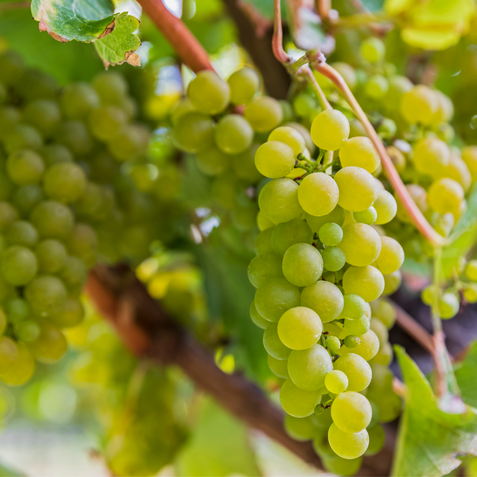 Совиньон блан, который звучит в унисон с летом 