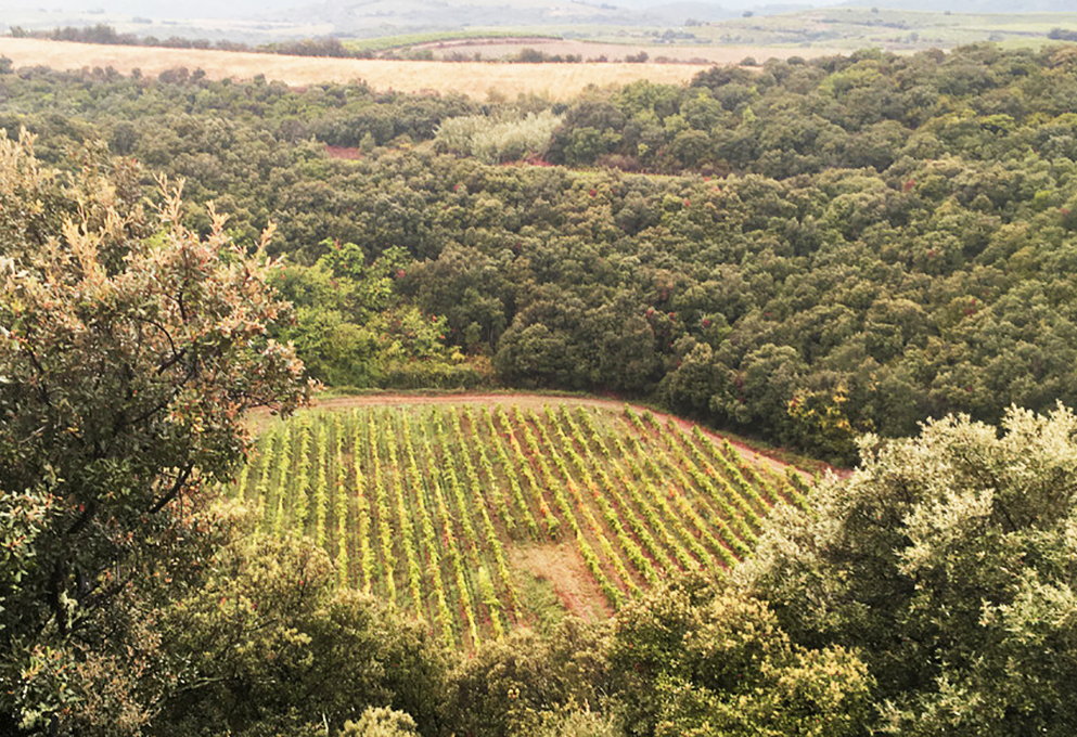 Очевидное-невероятное: виноградник в метеоритном кратере