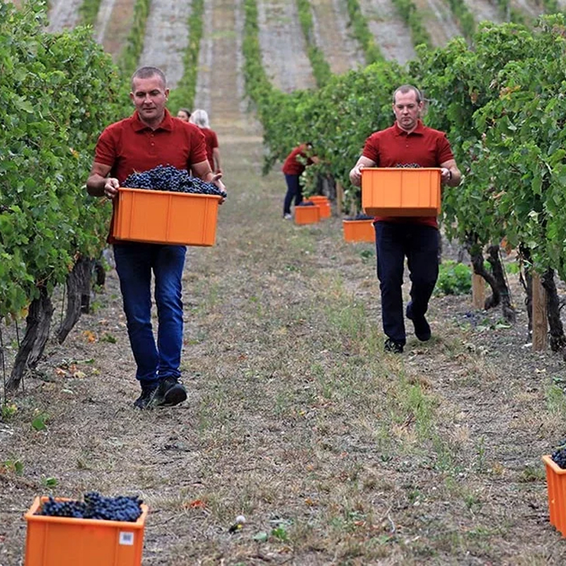 Российское виноделие идет вперед