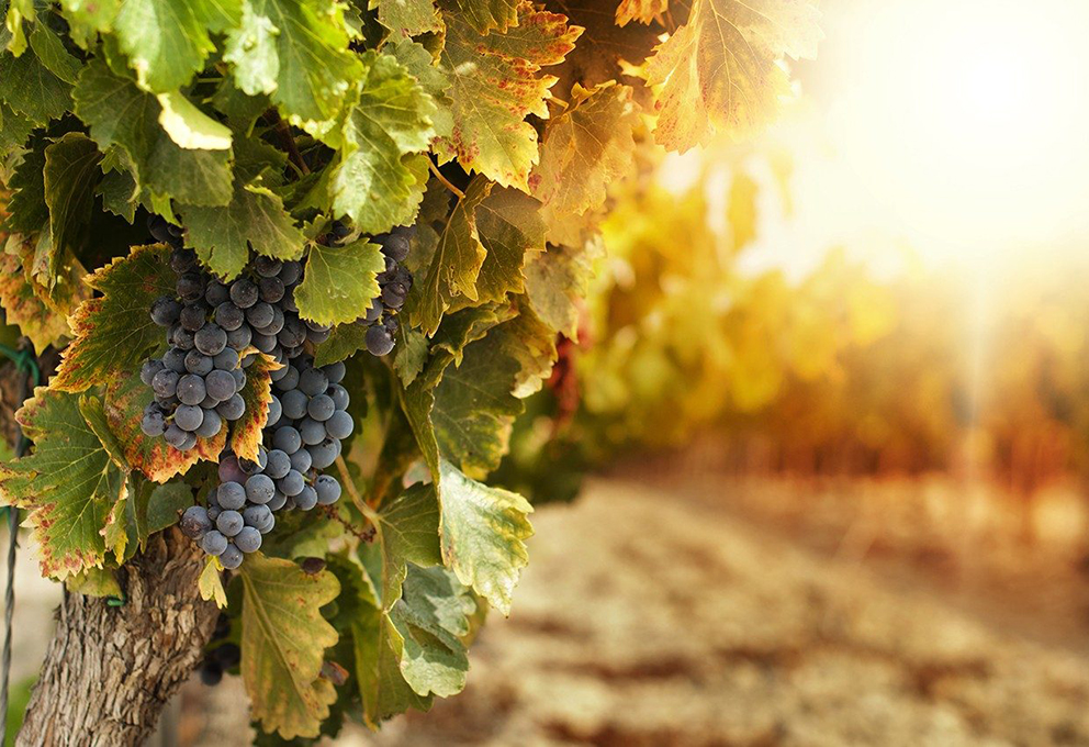 Знакомьтесь: «КАРАТАУ 5.34»