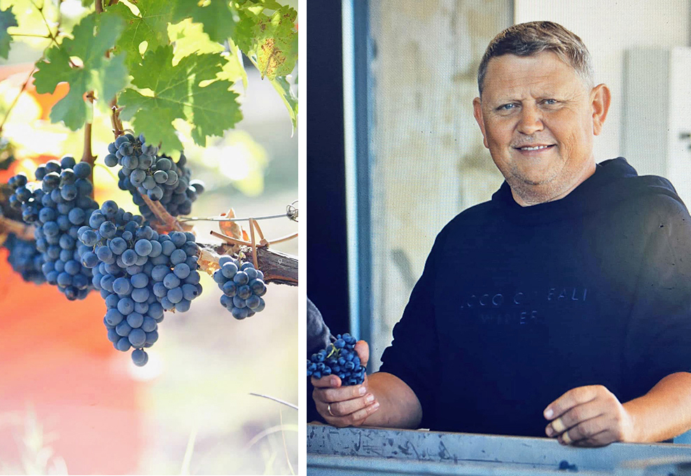 В Крыму собран первый урожай возрожденного сорта