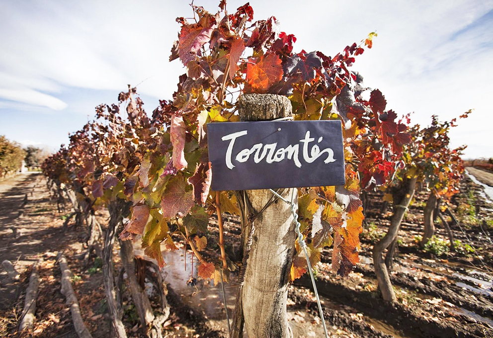 В Мендосу за знаниями