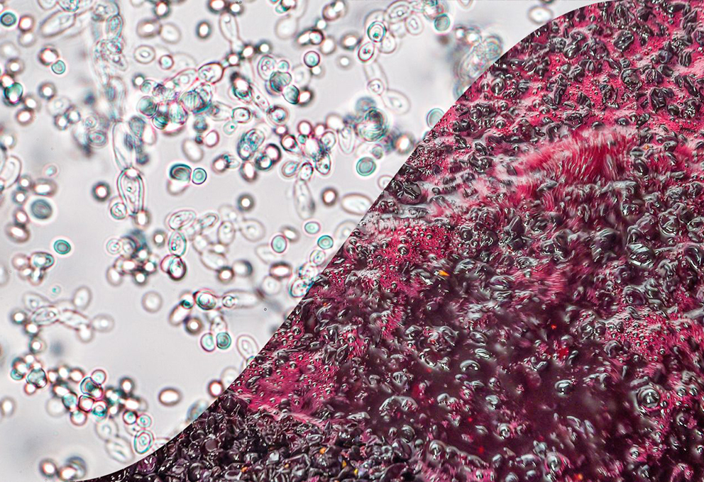 Винный осадок: выбросить или использовать?