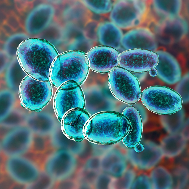 Волшебные дрожжи: сделают нос более ягодным