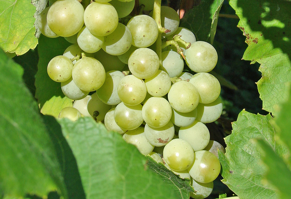 Под Воронежем начинается производство вина