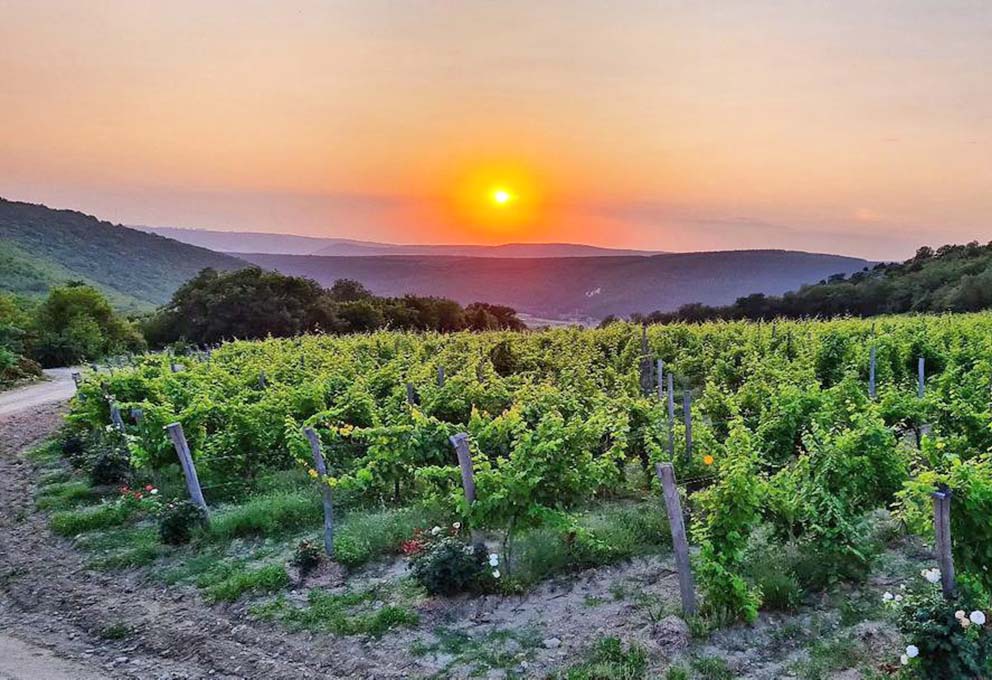 На этикетке вин «Усадьбы Мангуп» появится зеленый лист