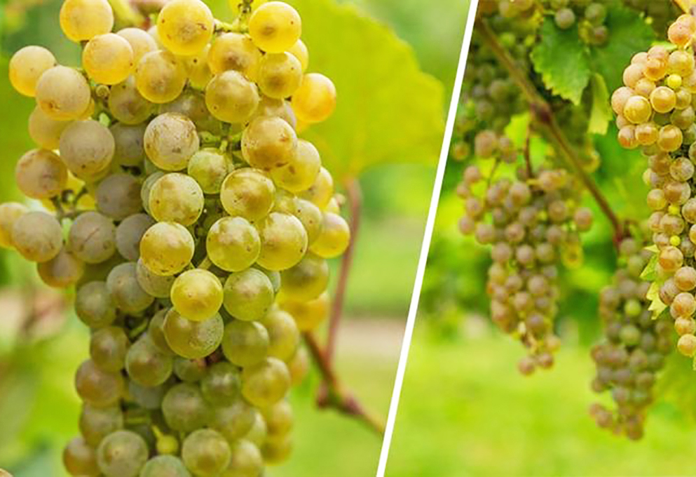 Cоздан новый холодостойкий сорт белого винограда