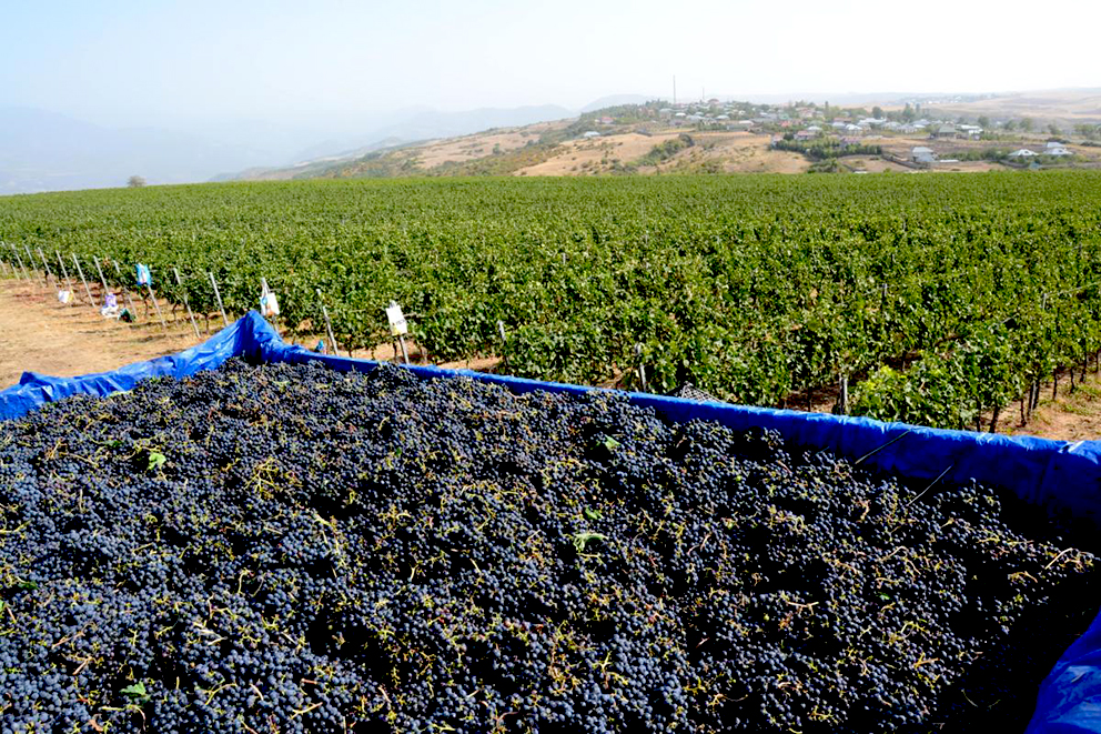 Группа «Абрау-Дюрсо» приобрела винодельню в Азербайджане