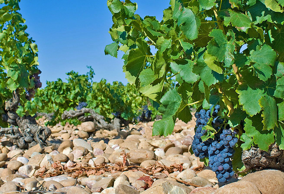 Зачем на винограднике камни?