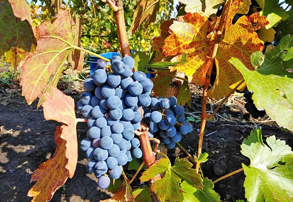 Неузнаваемый карменер