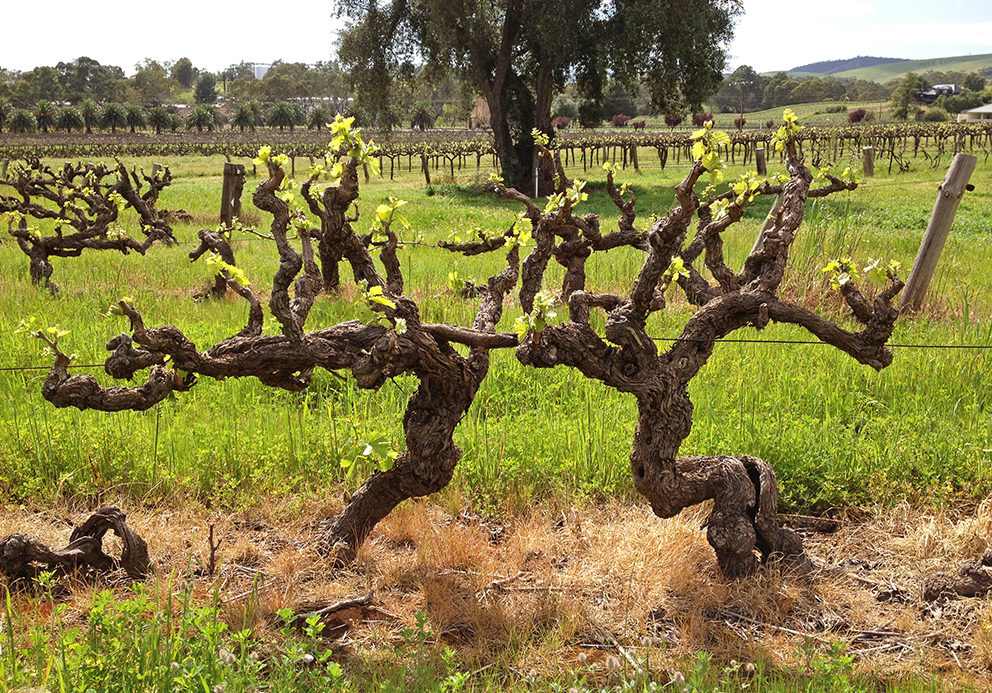Старые лозы: мифология и реальность