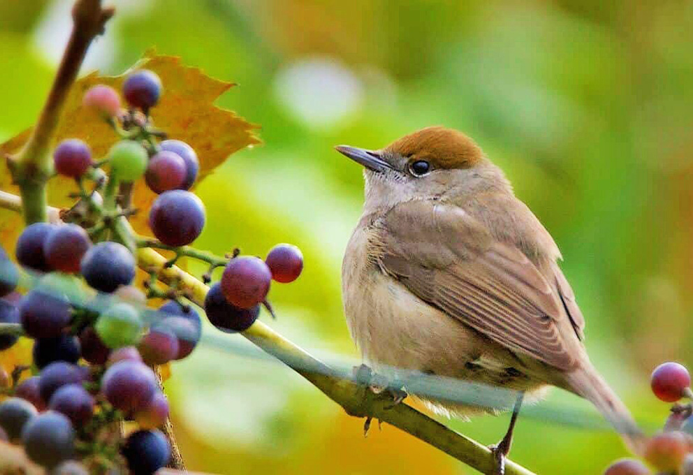 Французские экологи: птицы на виноградниках требуют защиты