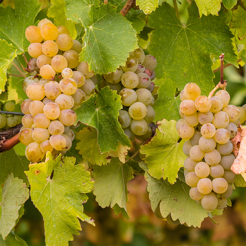 10 лучших российских шардоне