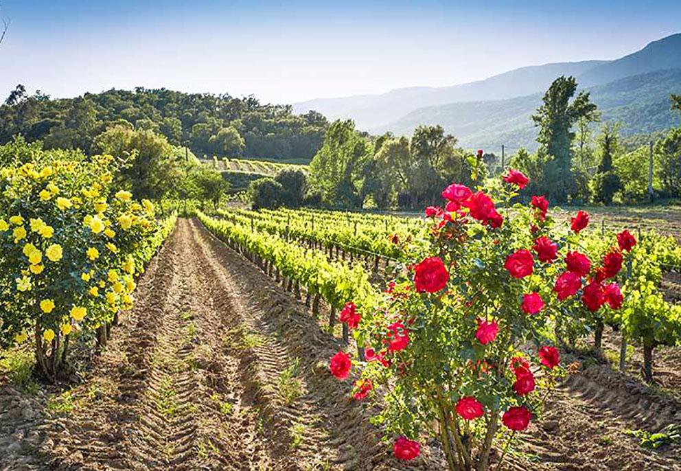 Почему виноградники украшают кустами роз?