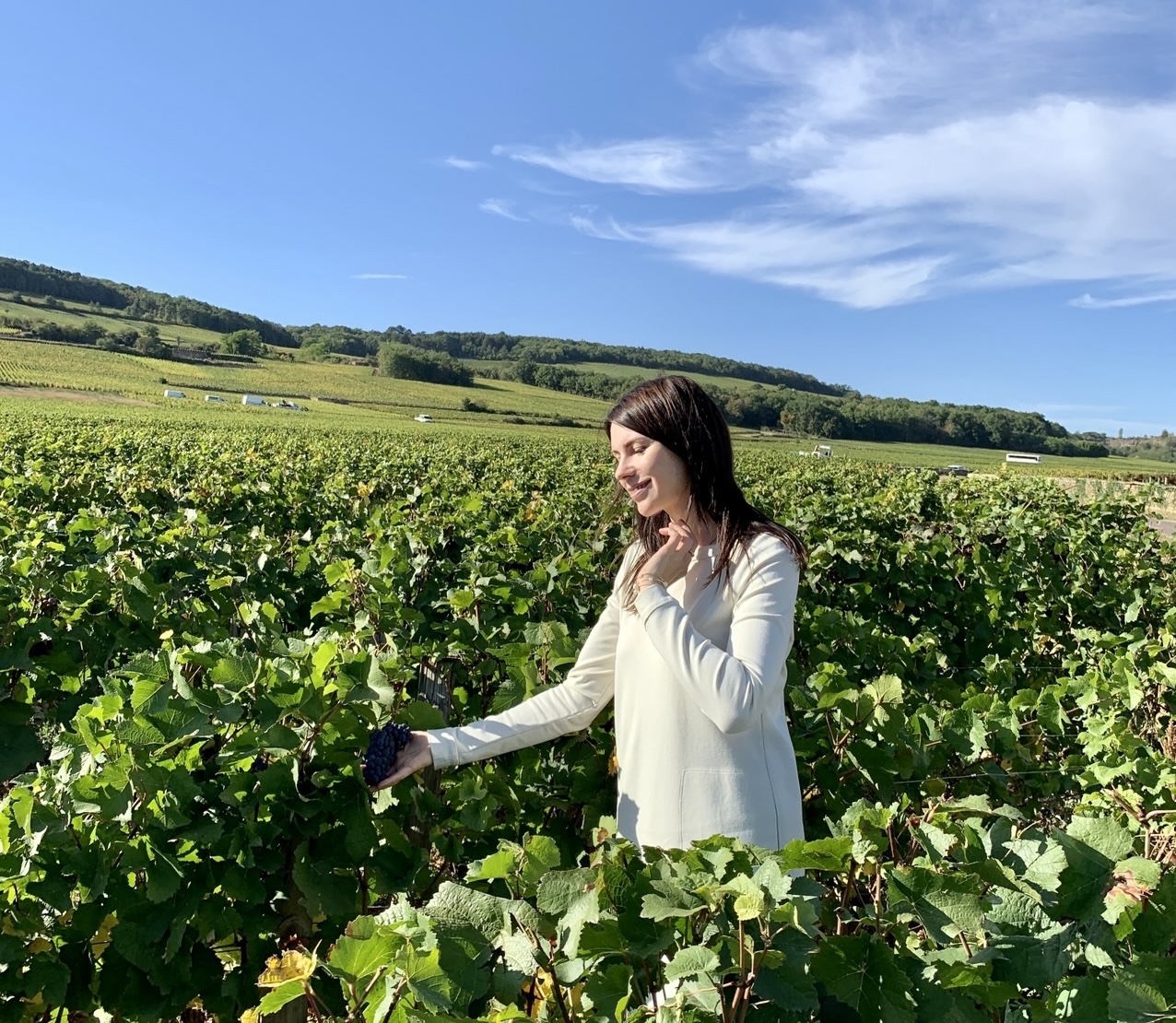 В Госдуму внесен законопроект по развитию винного туризма