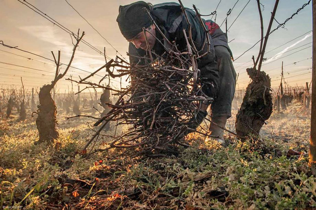 Йон Вайенд – винный фотограф года по версии Errazuriz
