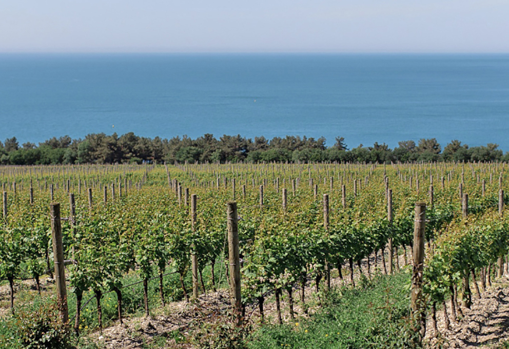 Кубанские вина вошли в меню высшего уровня