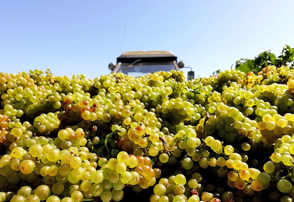 Урожай-2022: у «Фанагории» – хороший год