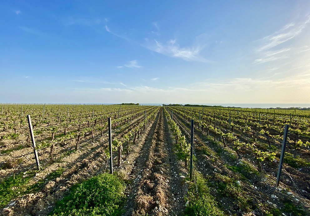 Зачем нужна плотная посадка винограда?