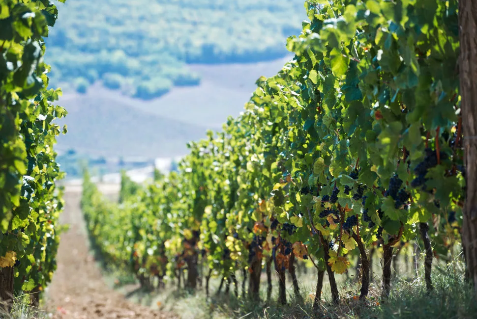 Цель: возродить отечественные виноградники