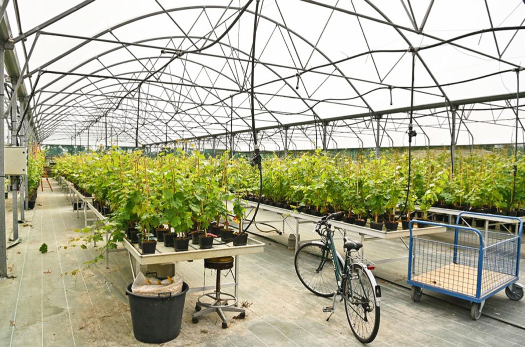 В Бордо готовятся к сбору первого урожая с «космических лоз»