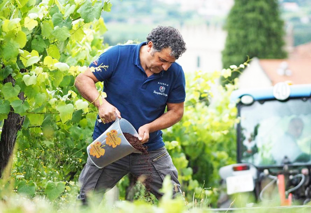 Кофе помогает винограду не болеть