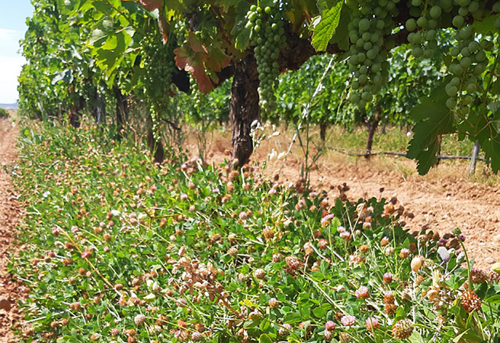 Клевер против сорняков