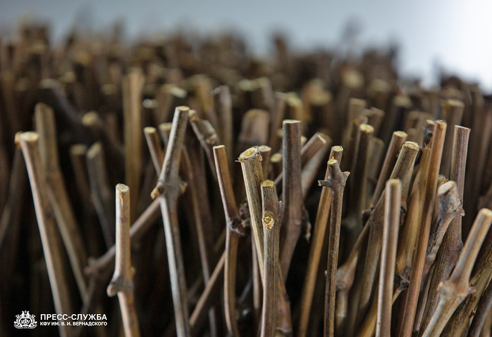 Мобильный «детсад» для виноградных лоз восполнит дефицит саженцев 