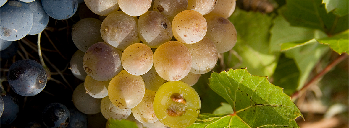 «Абрау-Дюрсо» завоевала 12 медалей на международном дегустационном конкурсе IWSC