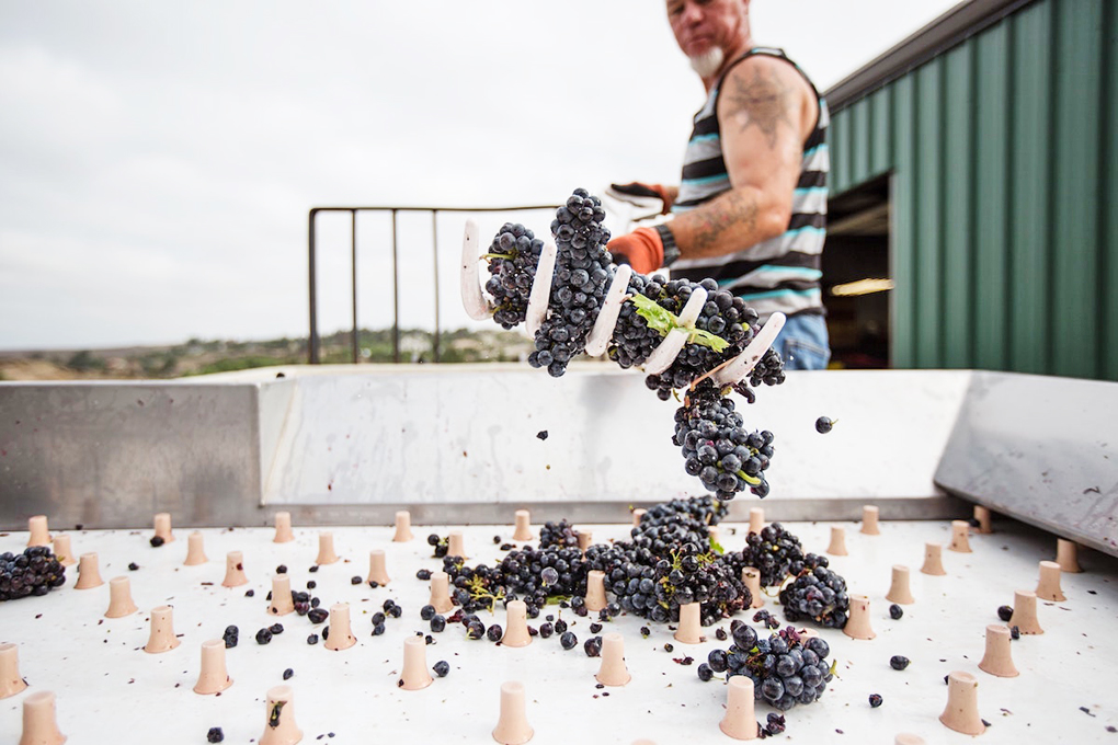Виноделы Германии жалуются на «сложный» урожай